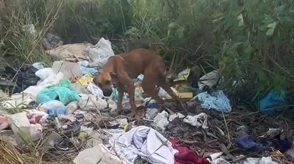 Cachorro Caramelo é encontrado vivendo em "lixão" na área rural de Vilhena e emociona internautas