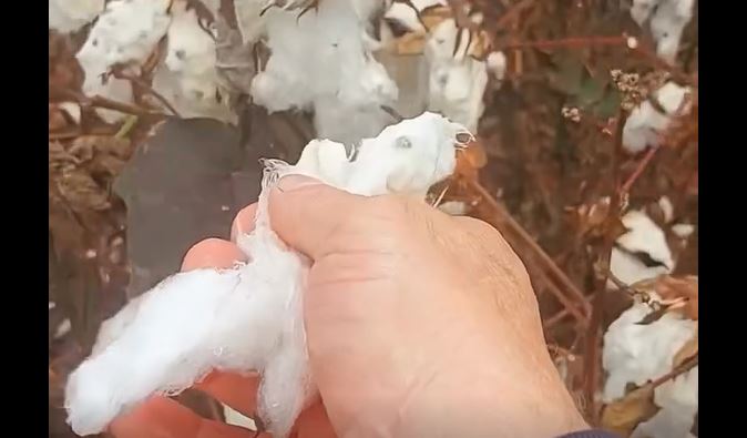 Vídeo recente nas redes sociais mostra que a chuva incomum no mês de agosto ameaça safra de algodão em Sapezal (MT)