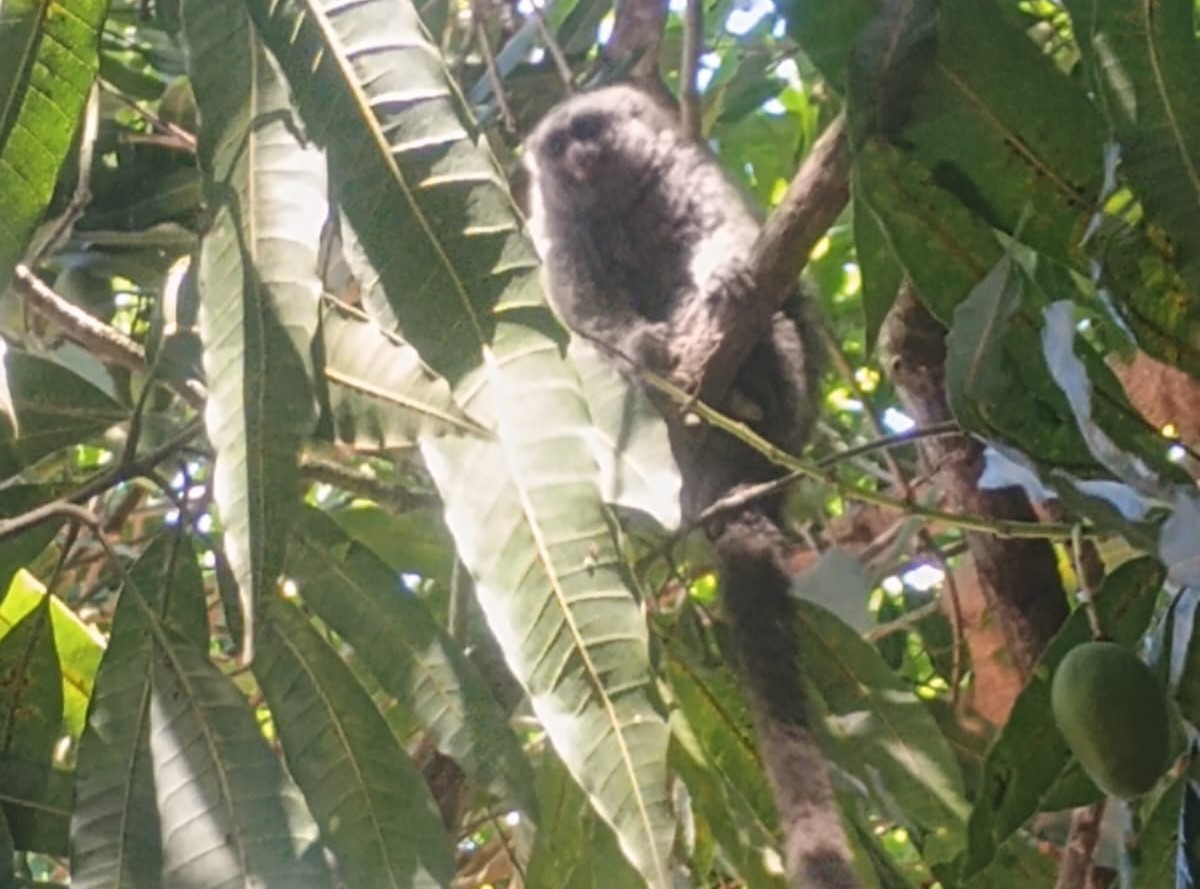“Super dócil”, macaquinho foi flagrado ontem em uma área de mata nas proximidades do bairro Bela Vista, em Vilhena