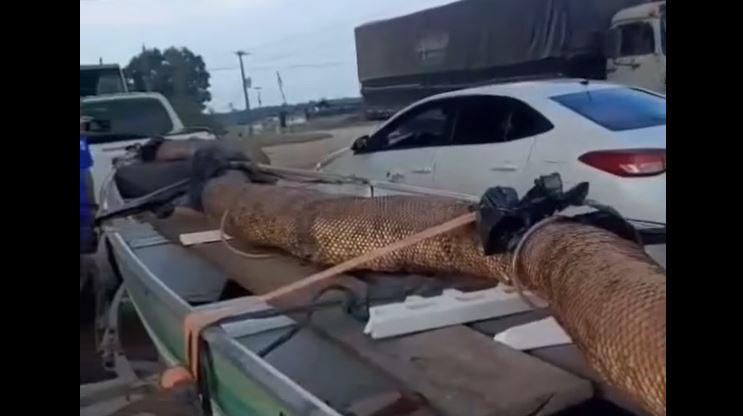 Viralizaram nas redes sociais as imagens de uma sucuri gigante capturada na cidade de Nova Mamoré, em Rondônia, esta semana