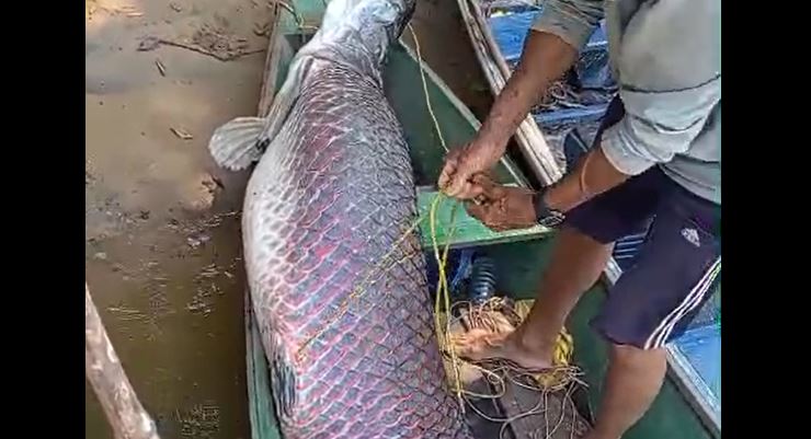Pescado em um trecho do rio Machado próximo a Ji-Paraná, pirarucu medindo 2 metros e 40 viralizou na internet