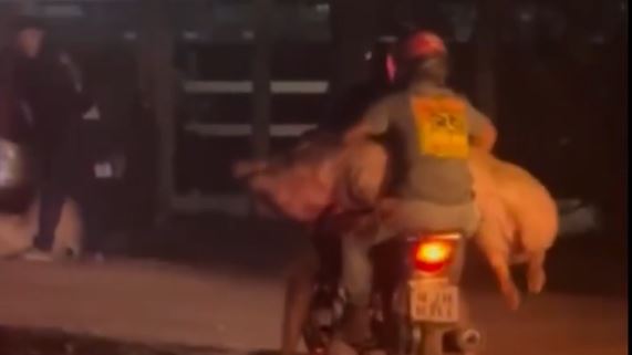 Carreta carregada com porcos vivos tomba em rodovia de Várzea Grande (MT) e populares carregam cerca de 200 animais