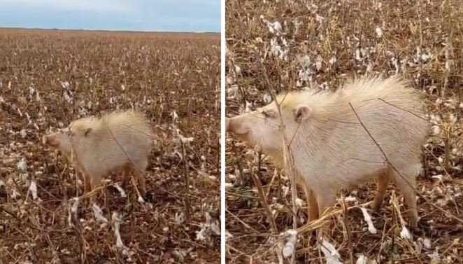 Três meses atrás. porco-do-mato da espécie queixada albino foi filmado dentro e lavoura em Sapezal (MT)