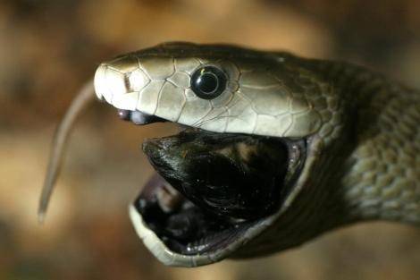 VENENO DE COBRA