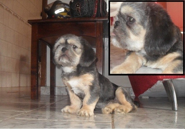 Dona procura cãozinho doente, desaparecido desde ontem, e oferece recompensa