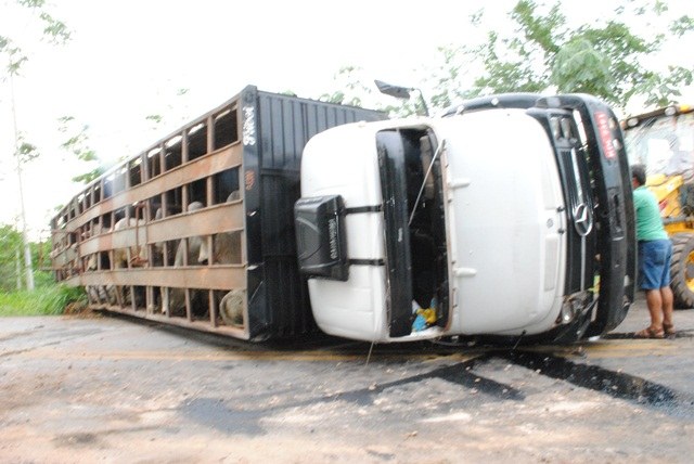Caminhão carregado de bois que vinha de Cerejeiras para Vilhena tomba na BR 435