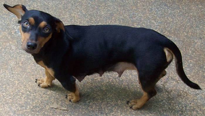 LADRÕES MATAM CACHORROS PARA AGIR