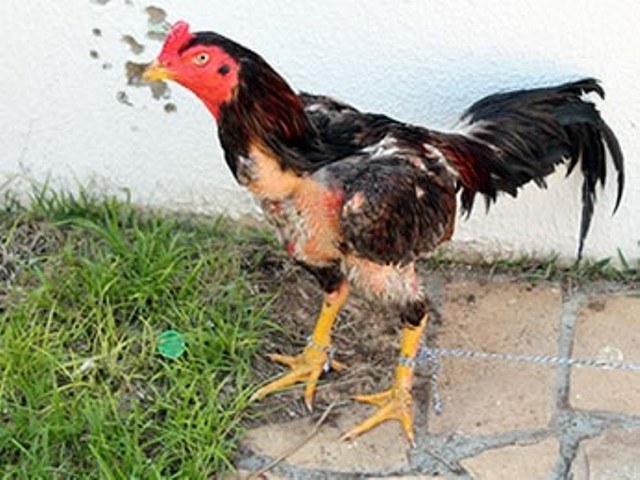 Galos de rinha que seriam comercializados em Vilhena são apreendidos em MT