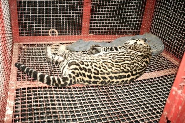 Motociclista atropela jaguatirica nas proximidades do IFRO; animal morreu