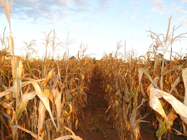 Clima não ajuda e agricultores do Cone Sul podem não plantar milho este ano