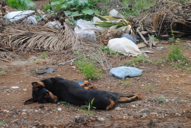 Denúncia: lixo e animais mortos infernizam moradores de bairro em Vilhena