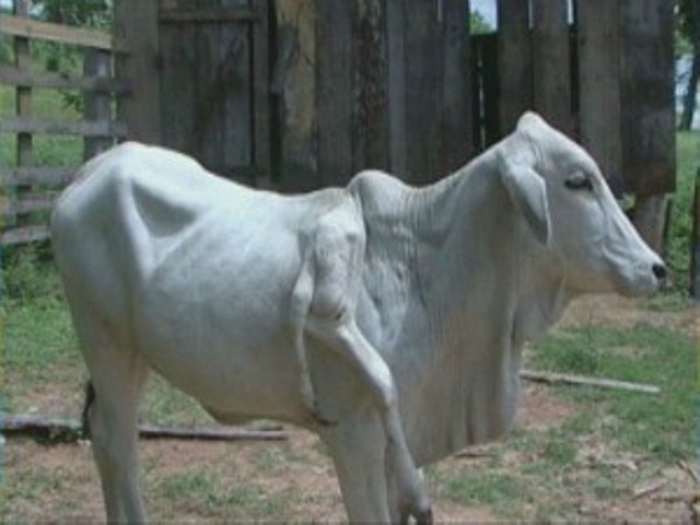 Vaca nasce com seis patas e vira atração de sítio na região de Chupinguaia