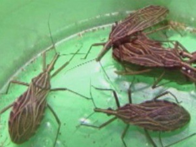 Pesquisadores da USP descobrem nova espécie de barbeiro em Rondônia