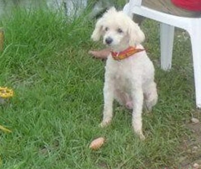 Família procura cão da raça Poodle que desapareceu no domingo 