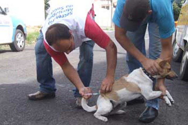 VACINAÇÃO CONTRA RAIVA ANIMAL NESTE SÁBADO