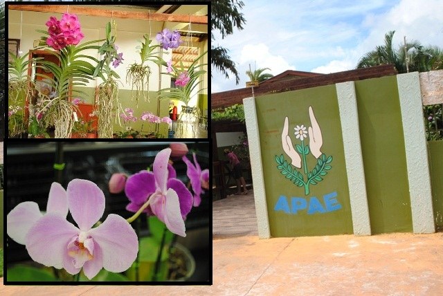   Começou hoje 5ª edição da Feira de Orquídeas promovida pela Apae de Vilhena