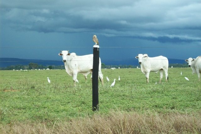 Avanço da soja faz aluguel de pastagens subir até 300% em cidades do Cone Sul