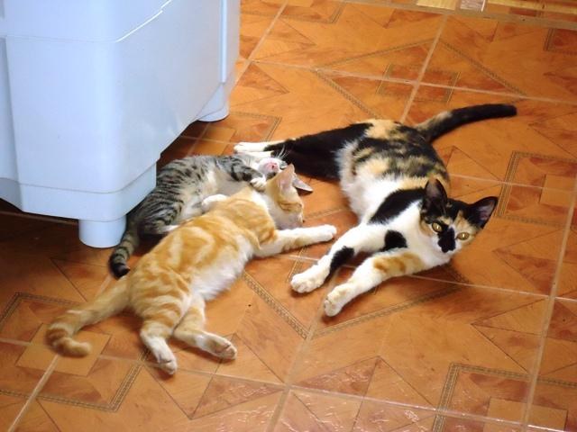Gatos abandonados invadem residências e preocupam donas de casa em Cerejeiras