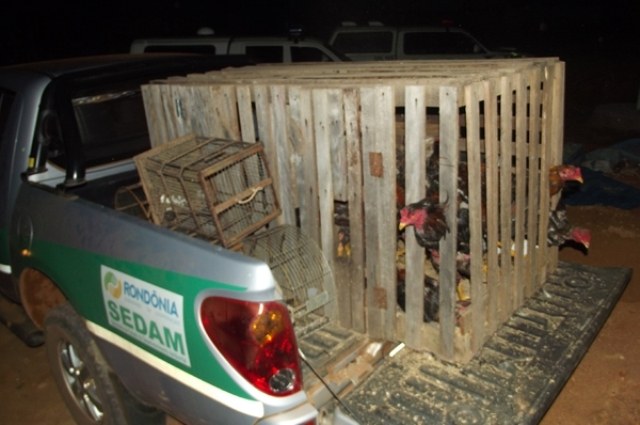 Polícia de cerejeiras apreende drogas, armas, galos de briga e pássaros