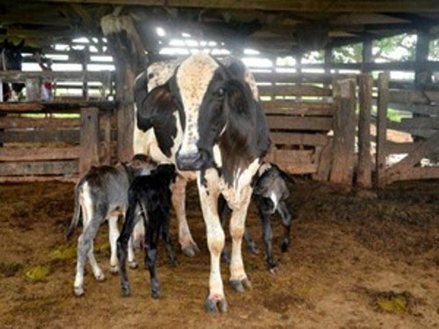 Estudo do Idaron mostra que maior bacia leiteira de Rondônia está em Vilhena