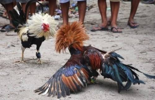 Rinhas de galo desafiam a polícia e promovem torneios clandestinos em Vilhena