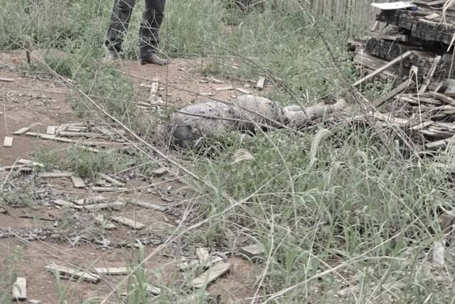 Cadáver é encontrado as margens de estrada vicinal em Vilhena