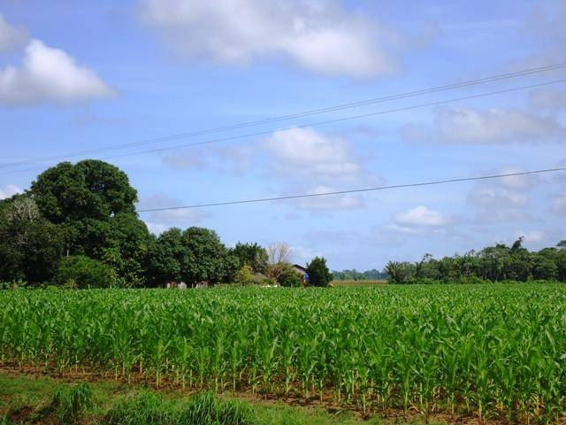 Agricultores do Cone Sul estão otimistas em relação ao milho safrinha deste ano