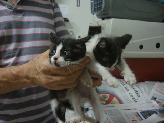 Veterinário resgata animais abandonados em Vilhena e propõe “adoção solidária”