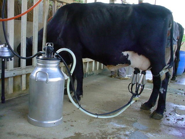 Produtores de leite do Cone Sul recebem mais que os da região central do Estado