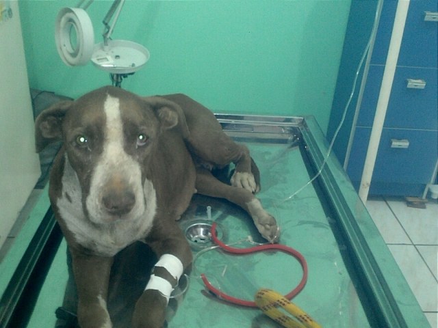 Veterinária faz apelo por transfusão de sangue que pode salvar cadela Pitt Bull