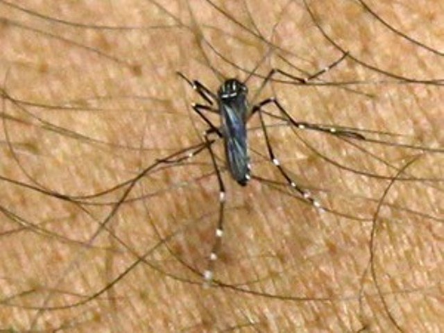 DENGUE