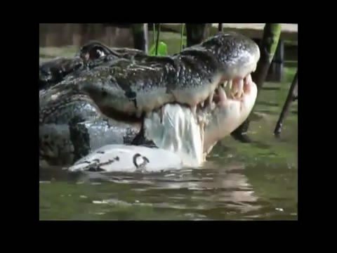 Assista: vilhenense filme jacaré gigante devorando sucuri no rio Guaporé