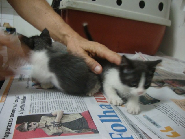Após reportagem da FOLHA, aumentam adoções de animais abandonados em Vilhena