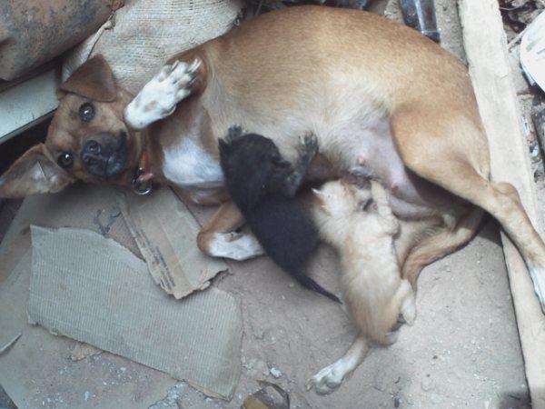 INSTINTO ANIMAL: CADELA ADOTA GATOS EM VILHENA