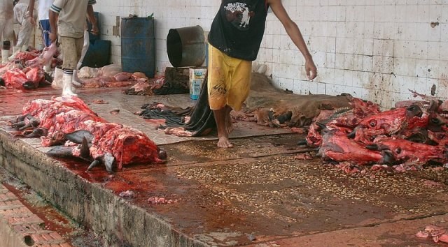Exclusivo: único matadouro de Colorado é fechado e pode faltar carne na cidade