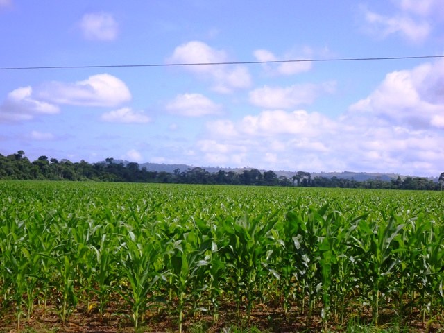 Agricultores do interior do Cone Sul ainda estão plantando o milho safrinha