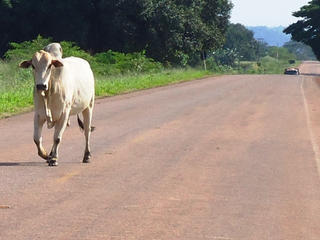 Animais na pista ameaçam provocar tragédia em rodovia do Cone Sul