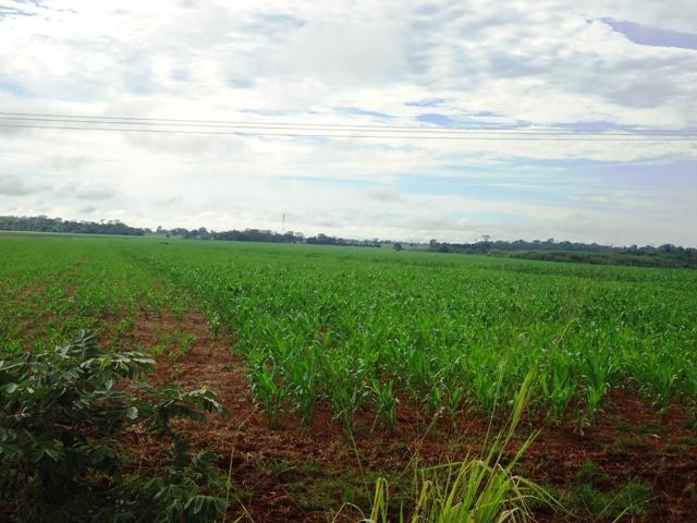 Agricultor diz que só 15% do milho em Cerejeiras poderá ser colhido com sucesso