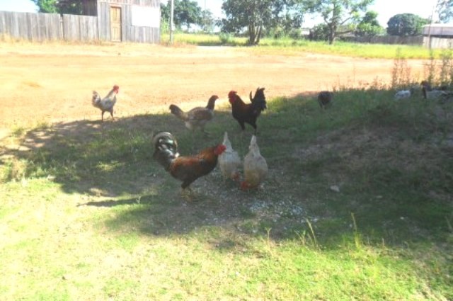Após roubar perus em chácara, homem é apanhado em flagrante com galinhas
