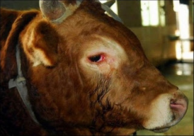 SENSIBILIDADE ANIMAL