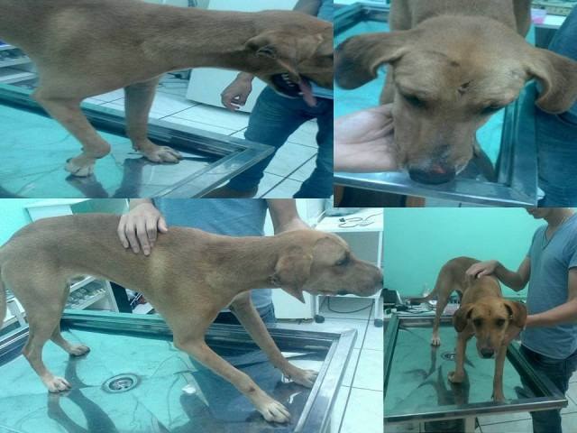 Covardia: gesto de cantora e veterinária salva cachorro espancado em Vilhena