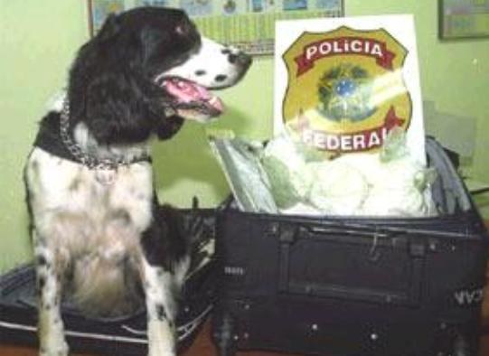 ÔNIBUS É APREENDIDO COM 18 KG DE COCAÍNA