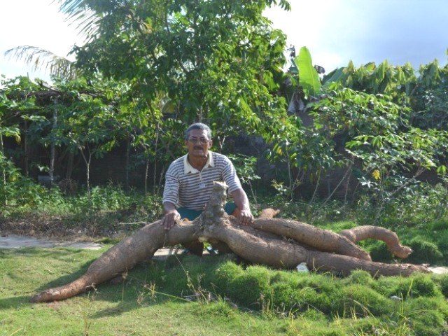 Fenômeno: caminhoneiro encontra mandioca de 100 kg no quintal de casa em Vilhena