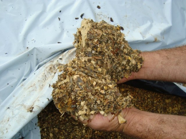 Agricultores de Chupinguaia investem em nova técnica para enfrentar seca