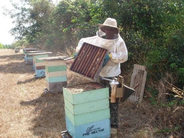 Apicultores de Vilhena suspeitam que agrotóxicos estariam matando abelhas