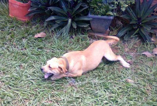 Crueldade: vilhenenses abandonam animais em agrovila nos arredores da cidade