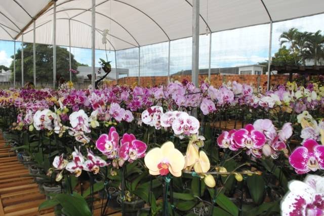 Empresa vilhenense aposta em orquídeas como presente para o Dia dos Namorados
