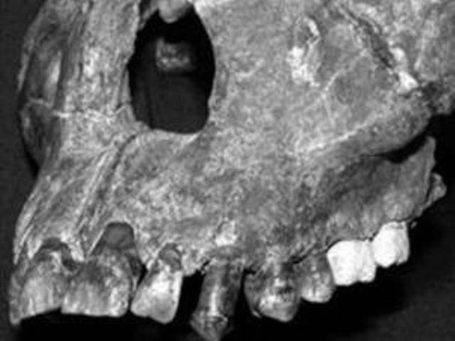 DESCOBERTA HUMANA