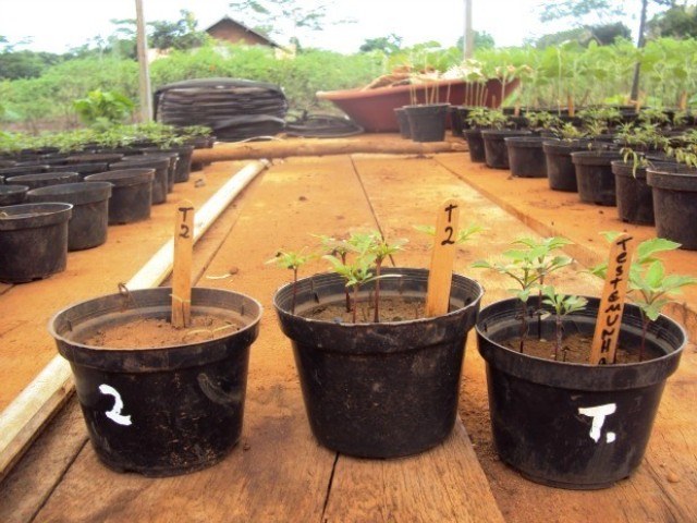 Pesquisadores estudam planta resistente a herbicida encontrada em Vilhena