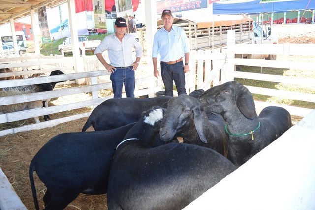 Criação de carneiros de Cerejeiras servirá de modelo para incrementar atividade